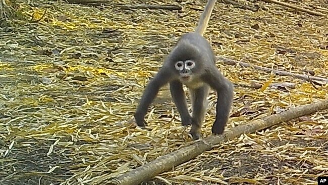 In this undated photo, a Popa langur moves along a forest floor. The Popa langur is among 224 new species listed in the World Wildlife Fund's latest update on the Mekong region. (World Wildlife Foundation via AP)