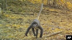 In this undated photo, a Popa langur moves along a forest floor. The Popa langur is among 224 new species listed in the World Wildlife Fund's latest update on the Mekong region. (World Wildlife Foundation via AP)