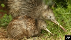 A large female kiwi keeps a younger bird company at The Northpower Native Bird Recovery Centre in Whangarei, New Zealand Feb. 24, 2004.