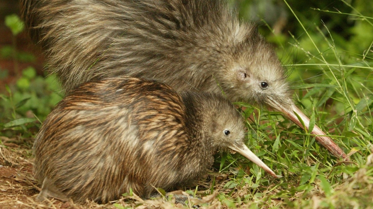 Conservation Group Sees Better Future for Two Kiwi Birds