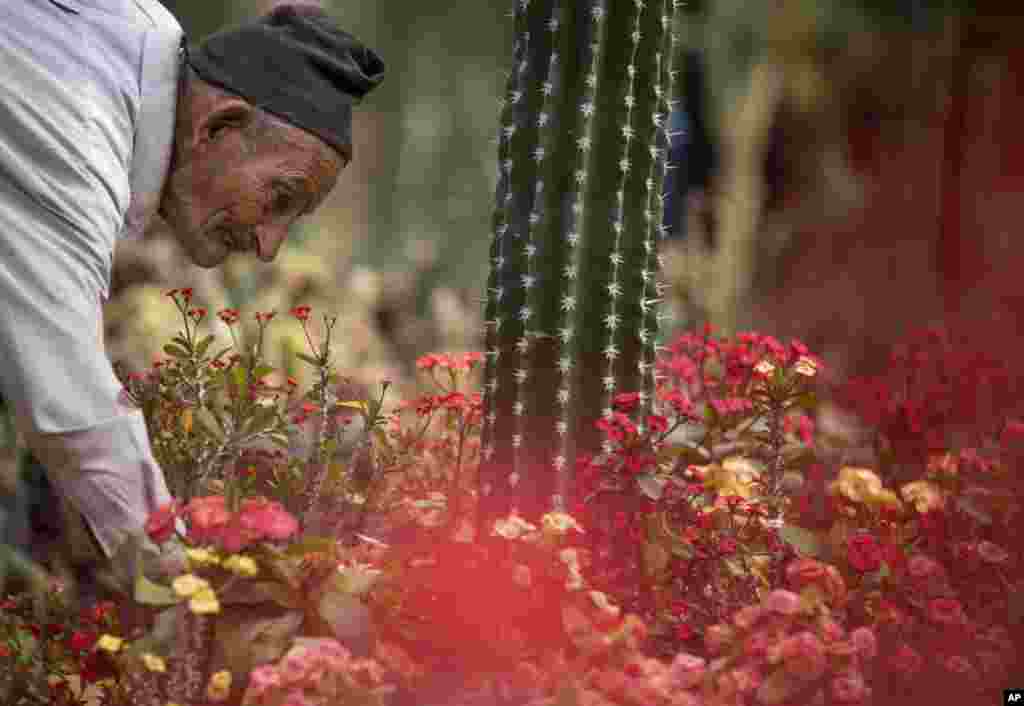 Seorang pekerja pria lansia memeriksa bunga-bunga di Taman Orman di Kairo, Mesir.