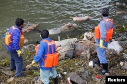 工人在黄浦江支流打捞死猪