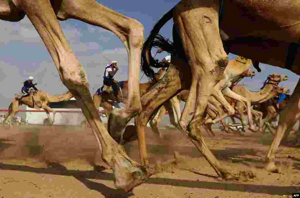 Jockeys compete in a camel race during the Sheikh Sultan Bin Zayed al-Nahyan herithe festival, held at the Shweihan racecourse in Al-Ain, on the outskirts of Abu Dhabi, UAE. The festival includes a camel beauty contest, a traditional souq, a camel auction, and competitions for traditional handicrafts.