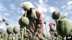 A man works in a poppy field in Afghanistan.