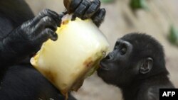 Induk gorilla dan anaknya menyantap es buah beku saat gelombang udara panas melanda kebun binatang Praha, Republik Ceko.