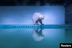 A polar bear is seen in an aquarium at the Grandview mall in Guangzhou, Guangdong province, China, July 27, 2016.