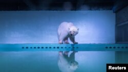 A polar bear is seen in an aquarium at the Grandview mall in Guangzhou, Guangdong province, China, July 27, 2016.