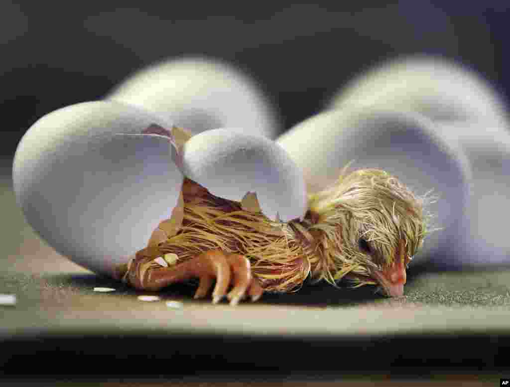 A chick is seen hatching from its egg at the zoo in Frankfurt, Germany..