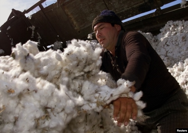 FILE - An Uzbek worker pushes raw cotton at the Chinaz ginnery, 70 km (44 miles) southwest of the capital, Tashkent, Sept. 30, 2003.