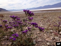 This Tuesday, March 1, 2016 photo shows blooming wildflower Purple Phacelia in Death Valley National Park, California.