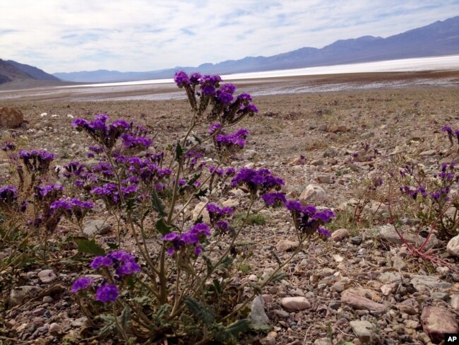 This Tuesday, March 1, 2016 photo shows blooming wildflower Purple Phacelia in Death Valley National Park, California.