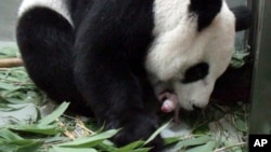 In this photo released by the Taipei Zoo, a female giant panda named "Yuan Yuan" is seen giving birth to a female cub at the Taipei Zoo, in Taiwan, July 6, 2013. 