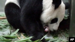 台北動物園發佈的圖片表示﹐熊貓圓圓7月6日誕下一頭小熊貓。