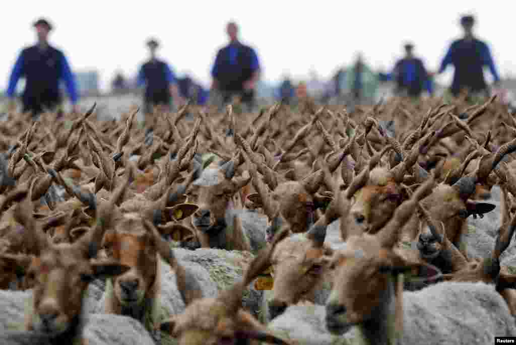 Sejenis domba &#39;Racka&#39; tampak dalam perayaan tradisional &#39;musim merumput&#39; di kawasan padang rumput di Hortobagy, Hungaria.