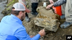 Paleontólogos encontraron un cráneo y colmillos de un mamut en Idaho, y sospechan que en el lugar podrían hallar un esqueleto completo del extinguido animal.