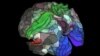 یافته‌های پژوهش جدید: مغز یک خاطره را به‌صورت اجزائی متکثر ثبت و ذخیره می‌‌کند 