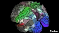 بخش های مختلف مغز. عکس تزئینی است - آرشیو