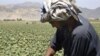 UN: Afghanistan, Burma Main Producers of Opium