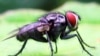 افغانستان : مکھی کے کاٹنے سے ایک کروڑ30 لاکھ افراد کی بیماری کا خطرہ