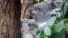 Study Finds How Koalas Drink