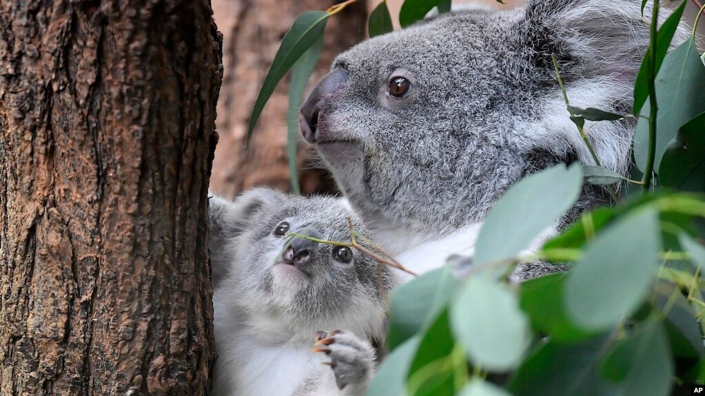 A young koala bear sits next to its mother between eucalyptus leaves in a zoo in Duisburg, Germany, Sept. 2018. (AP Photo/Martin Meissner)
