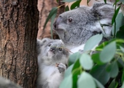 Induk koala dan anaknya duduk di antara daun kayu putih di kebun binatang Duisburg, Jerman, 28 September 2018. (Foto AP / Martin Meissner)