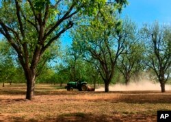 A worker mows between rows of pecan trees at a 14,000-acre farm, April 24, 2018, near Granbury, Texas.