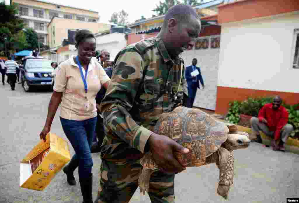 A Kenya Wildlife Service officer carries a tortoise leaving the scene where Chinese nationals were detained after a police operation aimed at stopping contraband goods, including illegal ivory and animal trophies, in Kilimani area of Nairobi, Kenya.