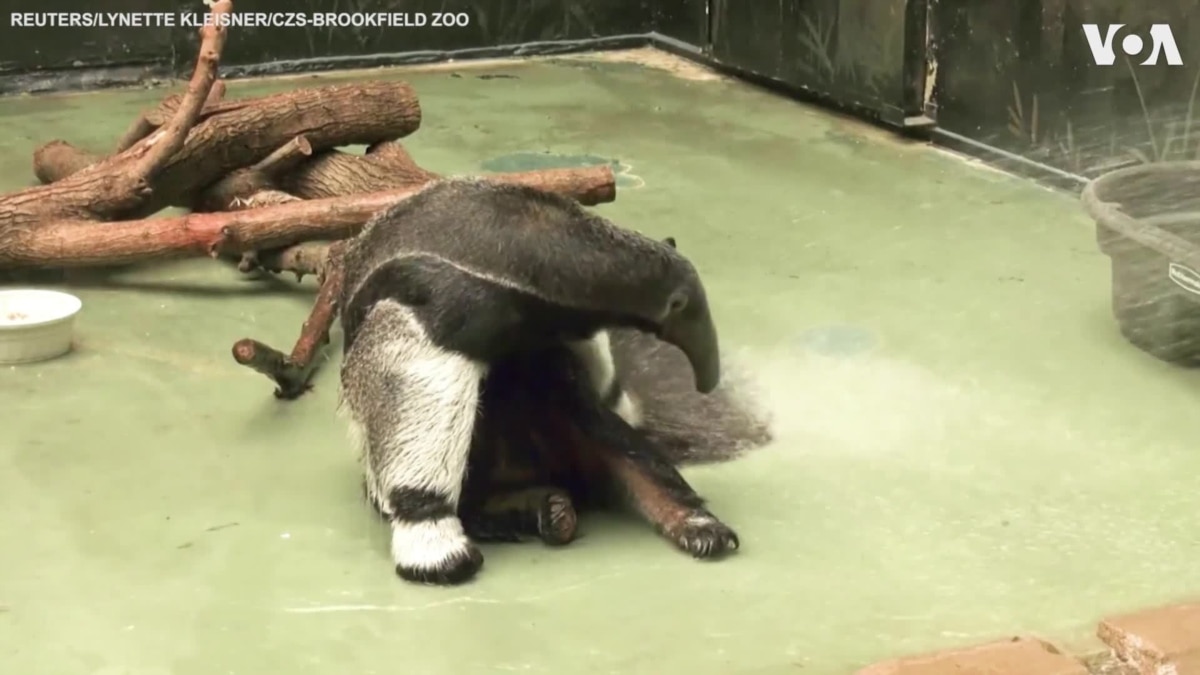 Brookfield Zoo - Tulum the anteater is digging for black gold