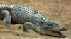 Mardi , le 22 avril, 2014 photo, un crocodile ouvre sa bouche dans une ferme d'élevage sur l'île méridionale du golfe Persique , Qeshm en Iran . Élevage de crocodiles est pas occasion d'affaires la plus évidente en Iran . Les reptiles large mâchoires ne sont pas originaires du pays , leur viande ne peuvent pas légalement être servi à la maison. ( AP Photo / Ebrahim
