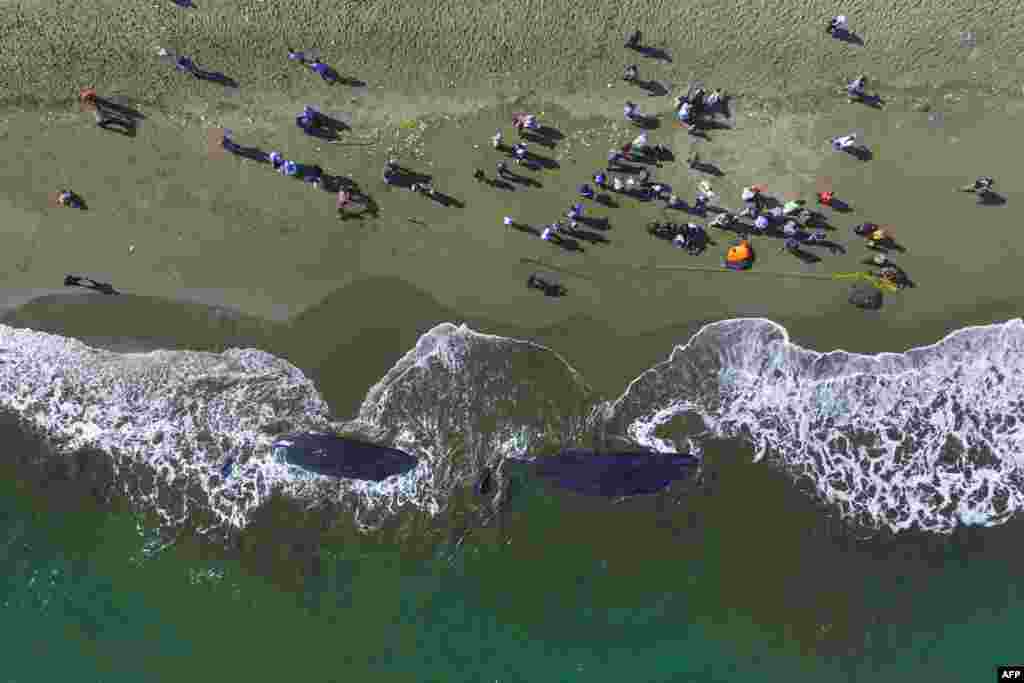 Endonezya&#39;da köylüler, kıyıya vuran ölü balinalara bakıyor .