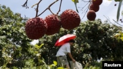 FILE - A person picks lychees from a tree at a farm on the outskirts of Yulin, Guangxi Autonomous Region, June 21, 2015.