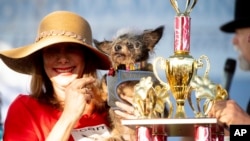 Scamp the Tramp is held by Darlene Wright after winning the World's Ugliest Dog Contest at the Sonoma-Marin Fair in Petaluma, Calif., on Friday, June 21, 2019. (AP Photo/Noah Berger)