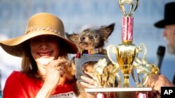 Scamp the Tramp is held by Darlene Wright after winning the World's Ugliest Dog Contest at the Sonoma-Marin Fair in Petaluma, Calif., on Friday, June 21, 2019. (AP Photo/Noah Berger)