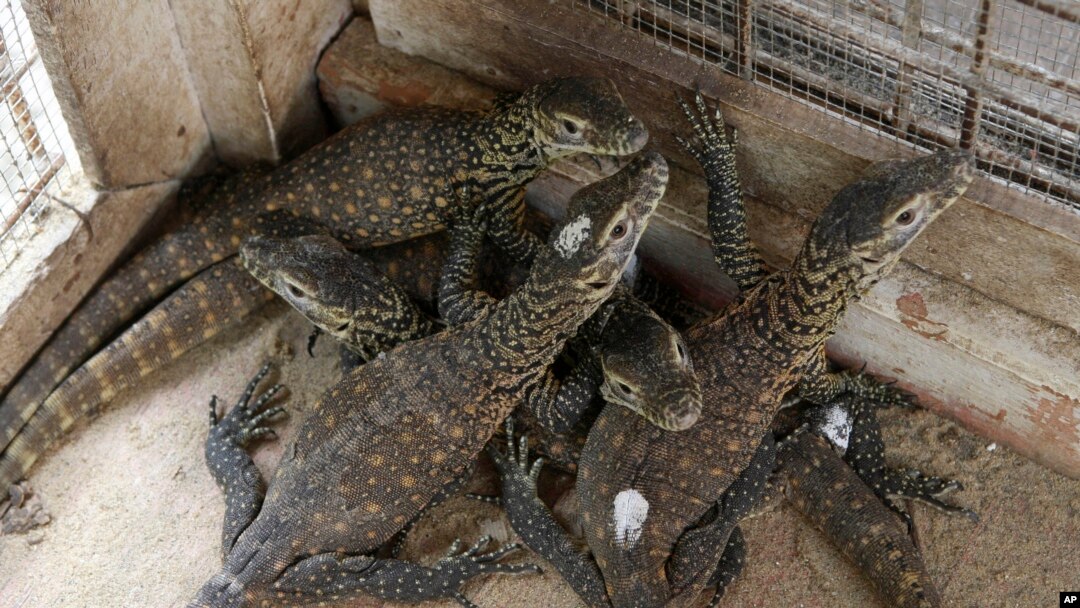 Bayi komodo terlihat berada di dalam kandangnya di kebun binatang Surabaya, Jawa Timur, 27 April 2013 (Foto: dok).