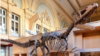 Dinosaur Skeleton of Possible New Species Sells for $2.3 Million