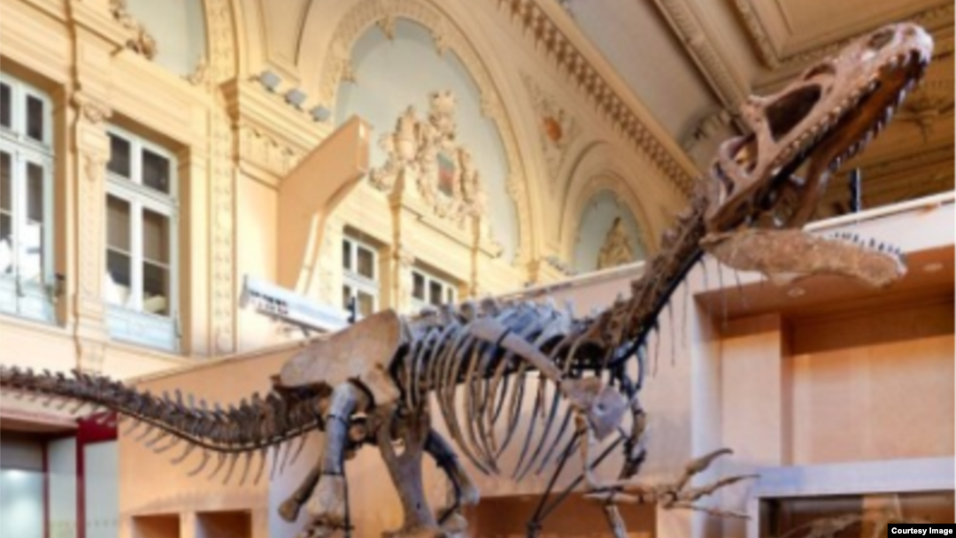 ELDRESO Bone Dinosaur Long エルドレッソ Therizinosaurus skeleton – Dinosauria Creatures