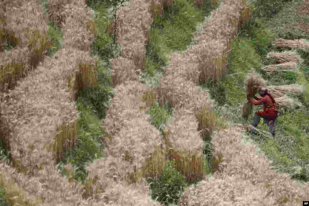 A Nepalese farmer harvests wheat in Bhaktapur.