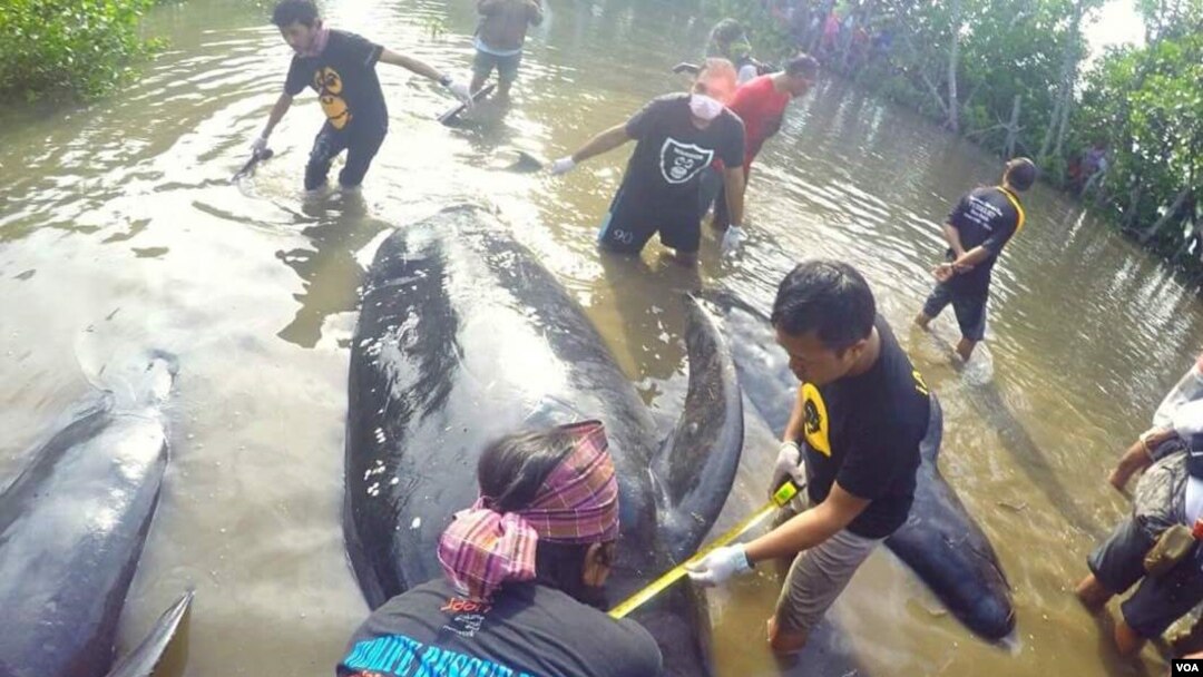 Upaya penyelamatan paus pilot yang terdampar di pantai Probolinggo, Kamis, 16 Juni 2016 (Foto: VOA/JAAN for Petrus Riski).