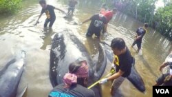 Upaya penyelamatan paus pilot yang terdampar di pantai Probolinggo, Kamis, 16 Juni 2016 (Foto: VOA/JAAN for Petrus Riski).