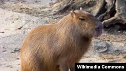 Capybaras have apparently found much to explore on the Rio Olympics golf course.