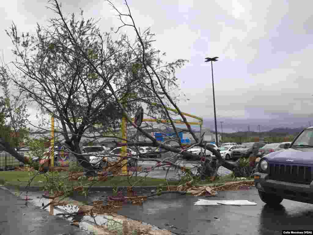 Árboles caídos en calles de Puerto Rico por el paso de huracán María.&nbsp;Trump llamó &quot;ingratos&quot; a quienes cuestionan la ayuda de su gobierno para reconstruir la isla.