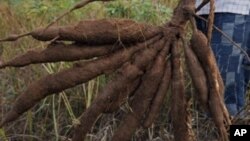 Si la striure brune du manioc se répand en Afrique de l'Ouest, toute la sécurité alimentaire de la région sera compromise, avertissent les experts