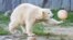 Beruang kutub &quot;Nanook&quot; bermain dengan bola saat merayakan ulang tahun pertamanya di kebun binatang Gelsenkirchen, Jerman.