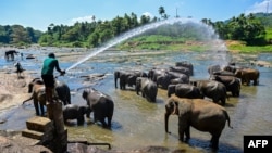 A mahout sprays water over elephants during their daily bath in a river, at the Pinnawala Elephant Orphanage in Pinnawala on Feb. 16, 2025 as Sri Lanka's main elephant orphanage marked its 50th anniversary.