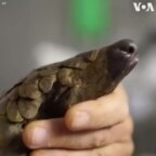 Giải cứu tê tê