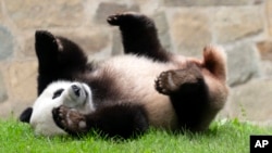 ARCHIVO - El panda gigante Xiao Qi Ji juega en su recinto en el Zoológico Nacional Smithsonian en Washington, el 28 de septiembre de 2023. 