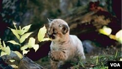 El puma concolor –también conocido como león de la montaña- es una especie nativa de América.