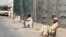 Saudi authorities say "cover-up" firms perpetuate unemployment for many, such as these laborers in Riyadh, June 18, 2013.