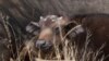 11 Killed by Cattle Rustlers in North Kenya 